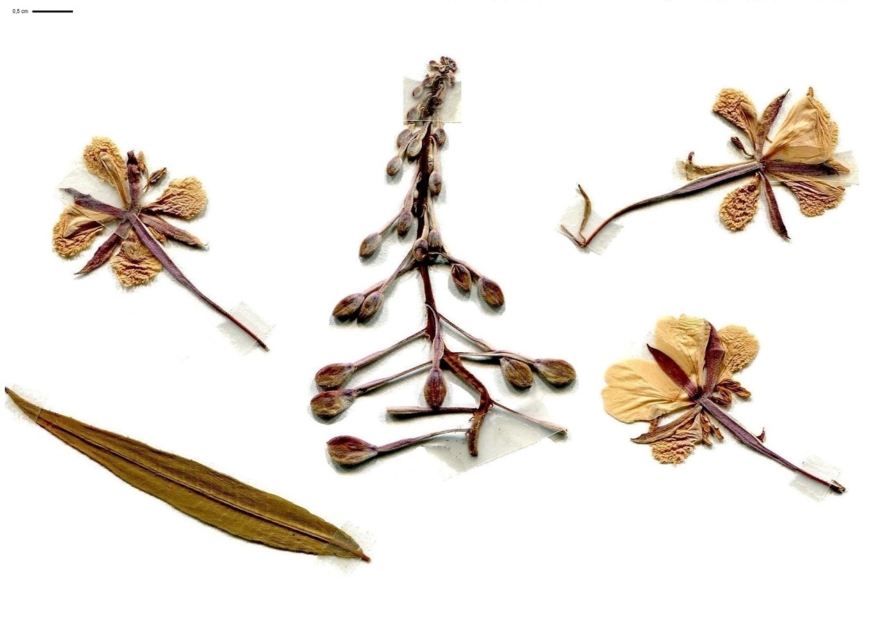 Epilobium angustifolium subsp. angustifolium (Onagraceae)